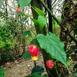 Abutilon at Warwick Square garden, Winter 2014