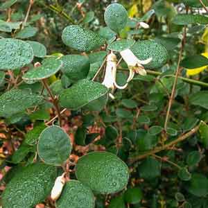 Correa backhousani at Warwick Square garden, Winter 2014