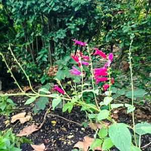 Salva elegans at Warwick Square garden, Winter 2014