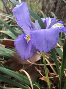 Iris unguicularis or Algerian iris