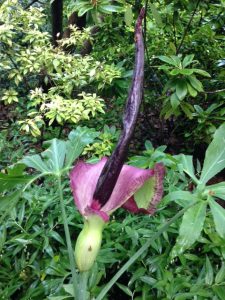 Dracunculus vulgaris