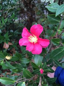 Camellia Yuletide