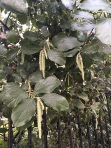 Garrya Elliptica or Silk Tassel bush