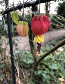 Abutilon megapotanicum