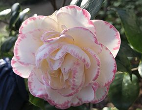 Camellia Margaret Davis