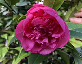 Camellia japonica