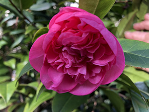 Camellia japonica