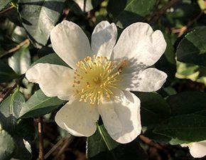 Camellia sasanqua Narumigata