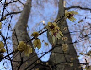 Chimonoanthus praecox Wintersweet