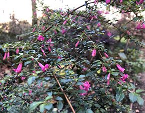 Fuchsia microphylla