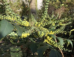 Mahonia Winter Sun