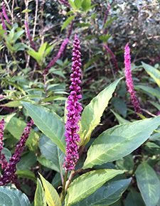 Phytolacca Icosandra