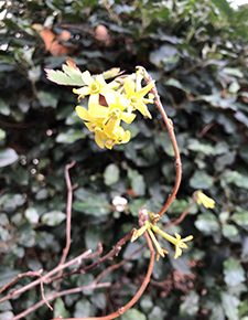 Ribes Odoratum