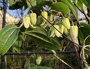 clematis urophylla Winter Bells