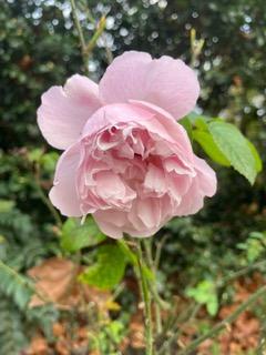 A hint of spring in our Warwick Square Garden