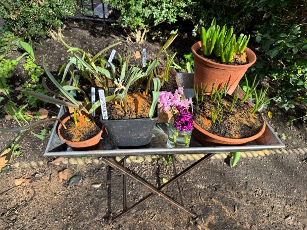Warwick Square garden table laden with pots of spring bulbss