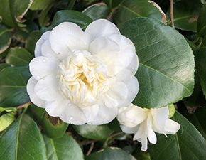 Camellia oleifera hybrid Snow Flurry